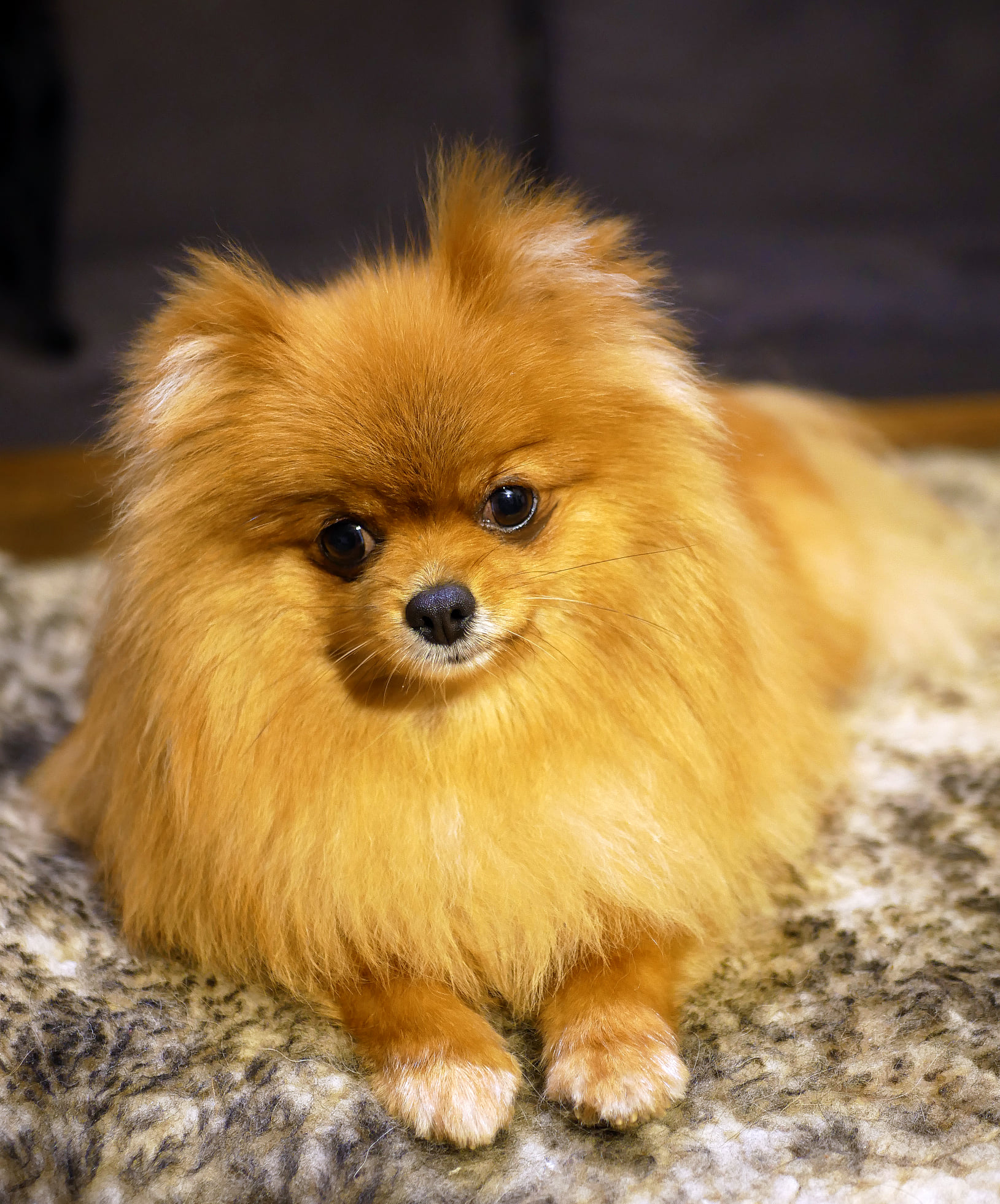 Pomeranian - richtig gepflegt