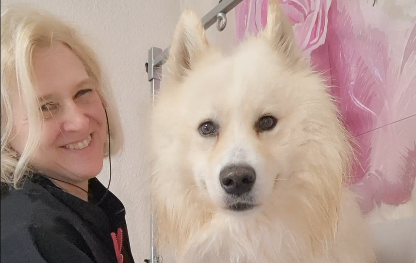Samojede Milow wird gebadet 1