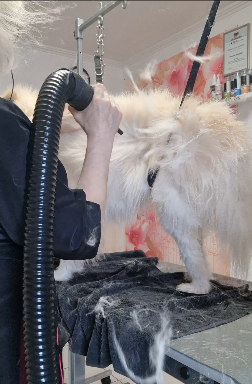 Unterwolle ausblowern im Salon